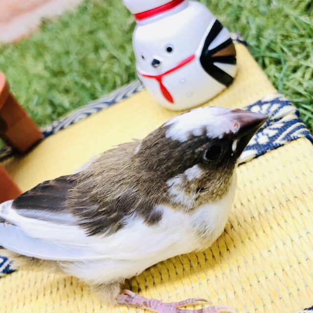 十姉妹（ジュウシマツ）