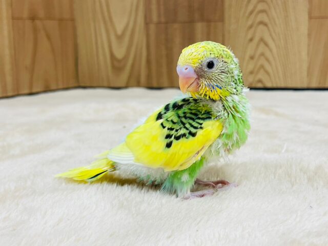 セキセイインコ