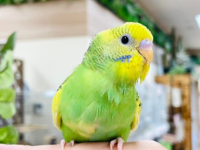 セキセイインコ