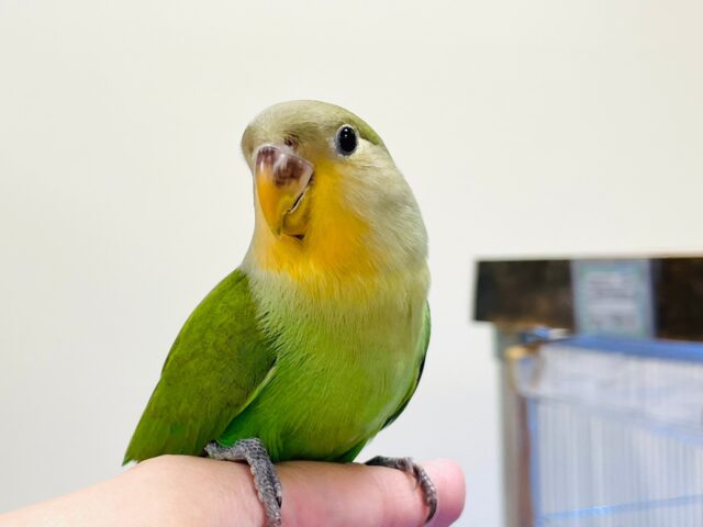 コザクラインコ（小桜インコ）