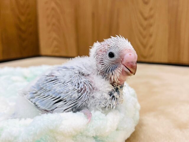 淡いカラーが綺麗すぎ💜セキセイインコ（ライラック）ヒナ