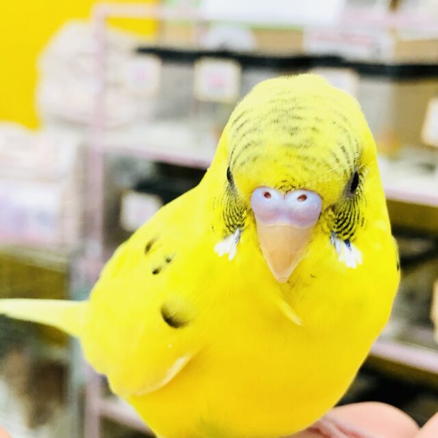 セキセイインコ
