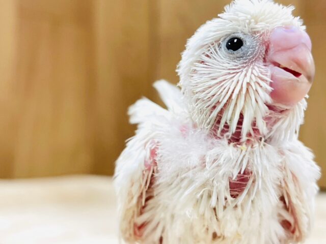 羽衣セキセイインコ