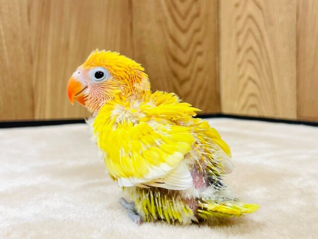 ヤマブキボタンインコ