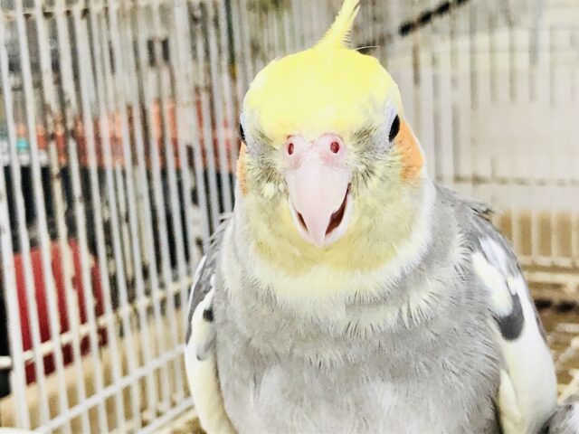 オカメインコ