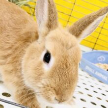 【最新画像更新☆☆】人気再来！？フワフワネザーちゃん♡　ネザーランドドワーフ