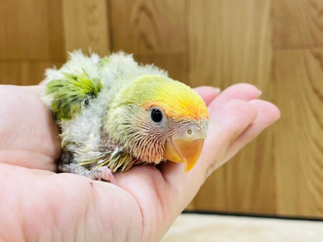 コザクラインコ（小桜インコ）