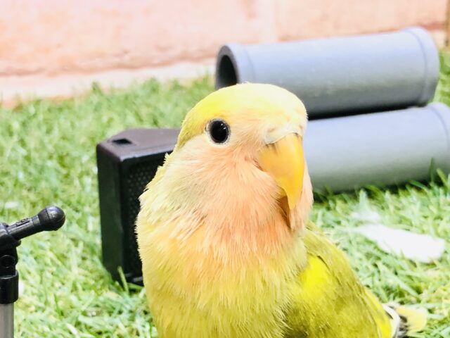 コザクラインコ（小桜インコ）