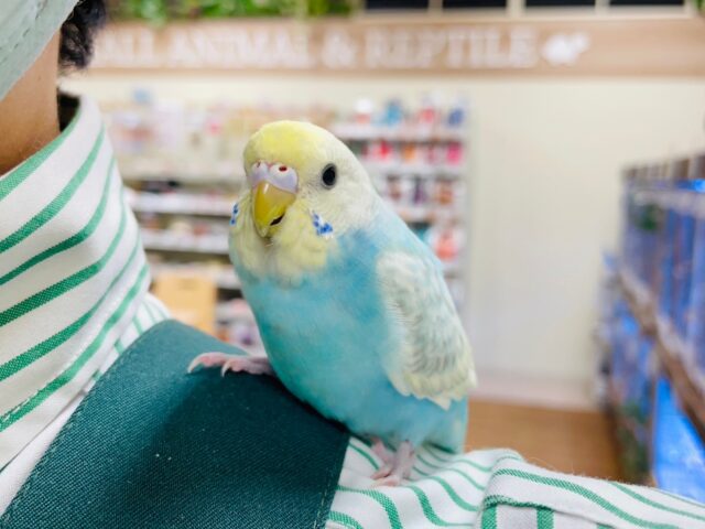 セキセイインコ