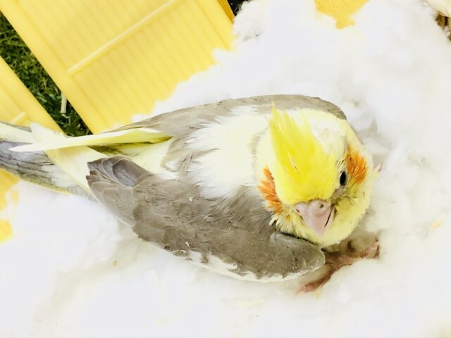 オカメインコ