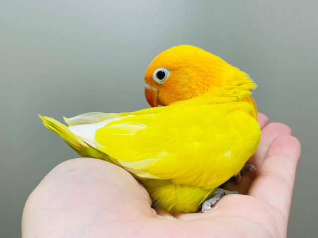 ヤマブキボタンインコ