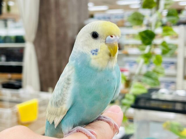 セキセイインコ