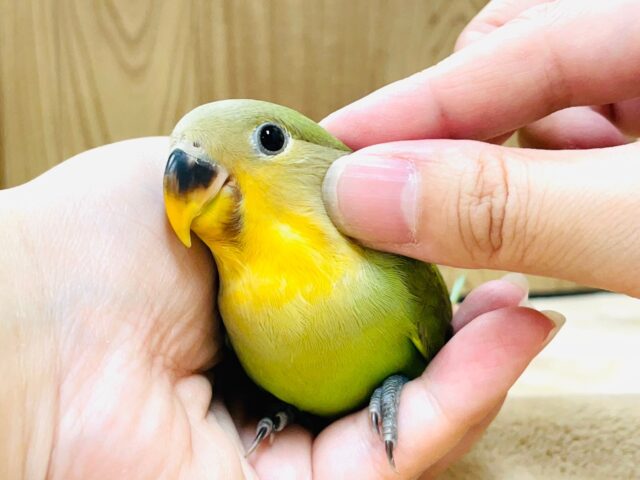 コザクラインコ（小桜インコ）