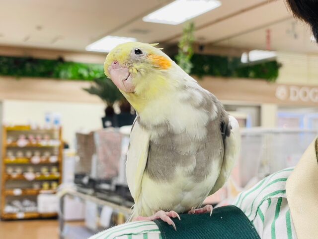 オカメインコ