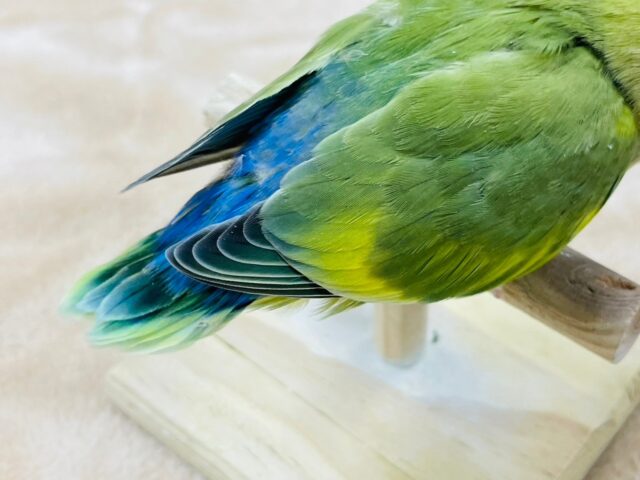 コザクラインコ（小桜インコ）