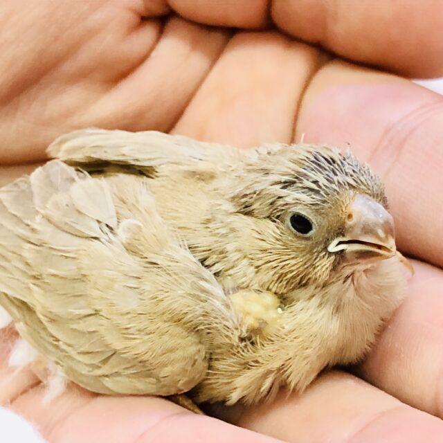 錦花鳥（キンカチョウ）