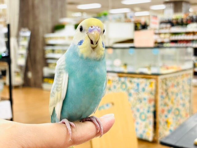 セキセイインコ