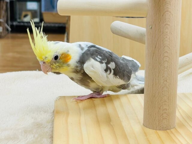 オカメインコ