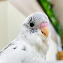 【最新画像更新🪄】トコトコ走るごま塩ちゃん♡セキセイインコ（白ハルクイン）