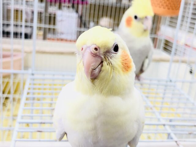 オカメインコ