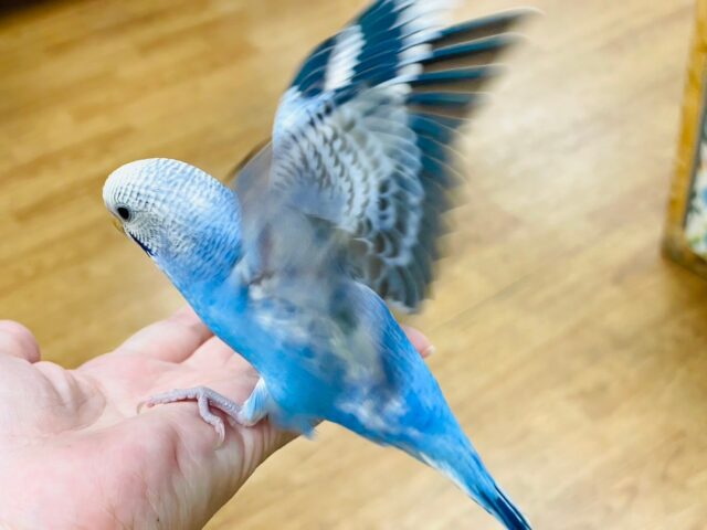 セキセイインコ