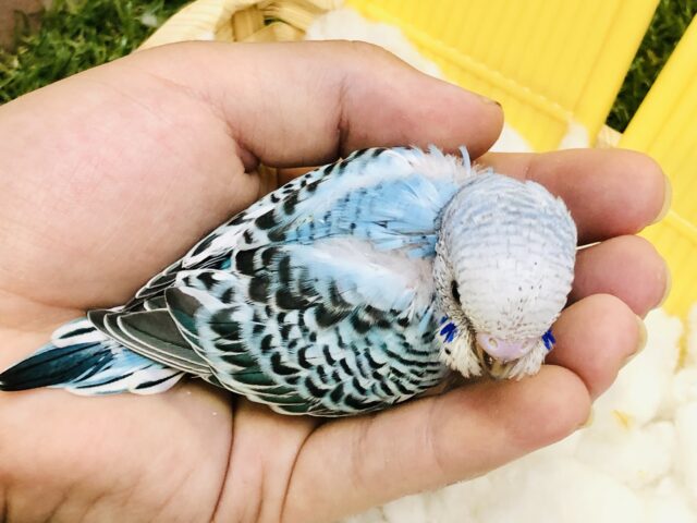 セキセイインコ