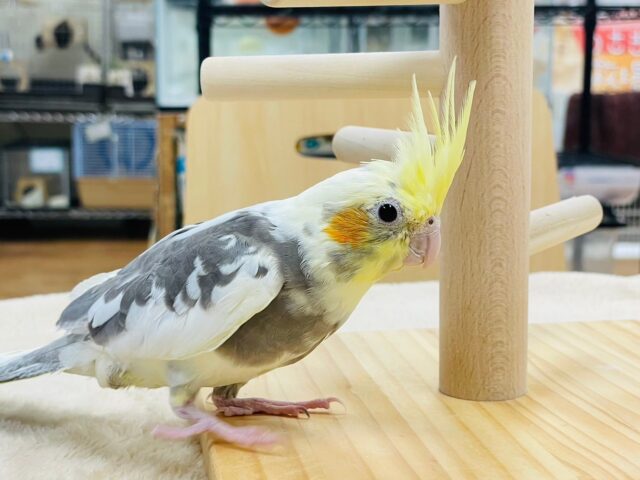 オカメインコ