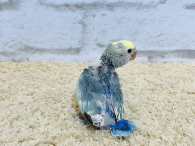 コザクラインコ（小桜インコ）