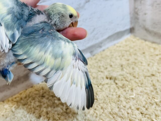 コザクラインコ（小桜インコ）