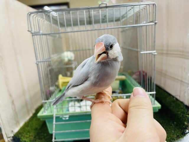 シルバー文鳥