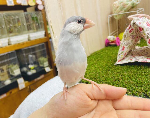 なれてるよ〜❣️手のり❣️1人餌❣️鳥小担当監視係シルバー文鳥🫡🌟💫届かせたい空まで🌌🚀爽快全開ジャンプ💨💨　シルバー文鳥