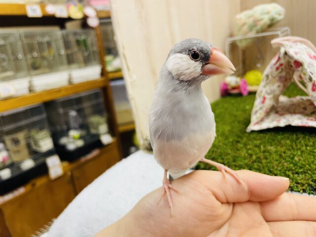 シルバー文鳥