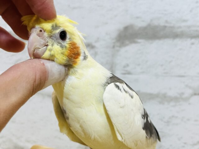 オカメインコ