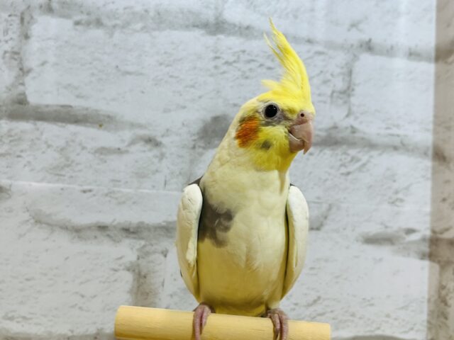 オカメインコ