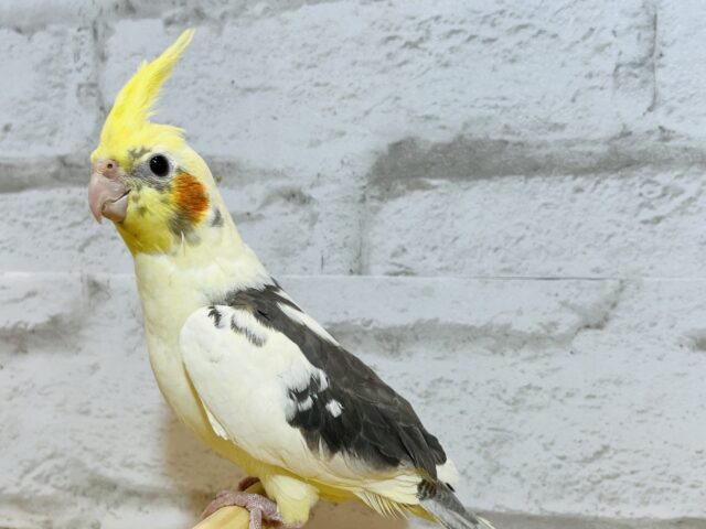 オカメインコ