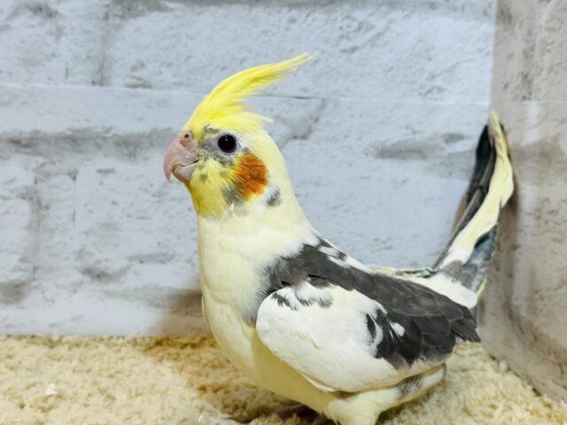 オカメインコ