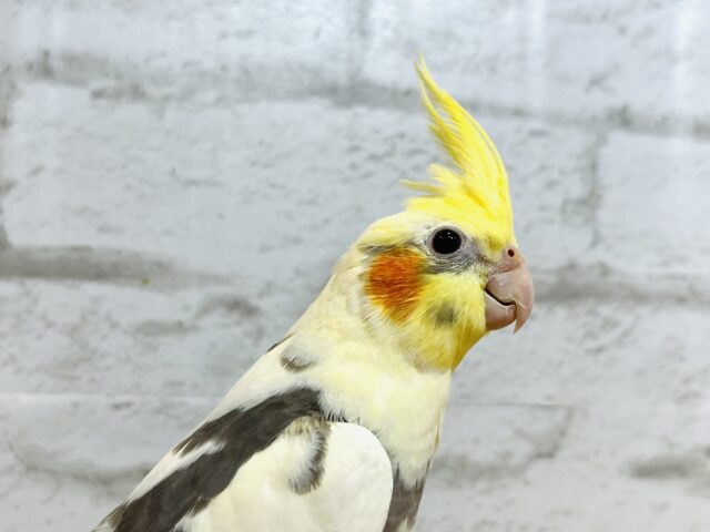 オカメインコ