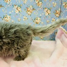 この画像で種類が分かったらニャンコマニア！巻き毛のにゃんこ入舎！