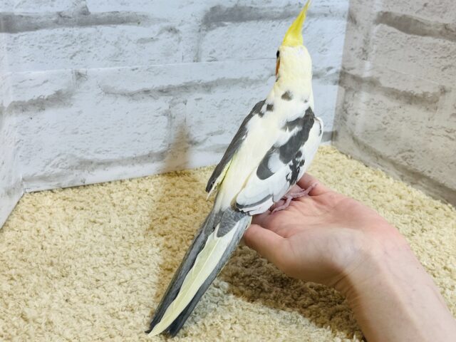 オカメインコ