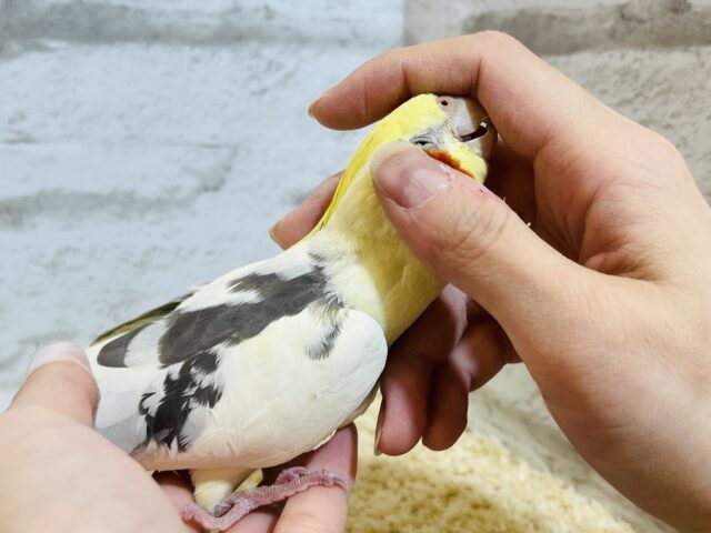 オカメインコ