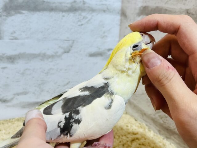 オカメインコ