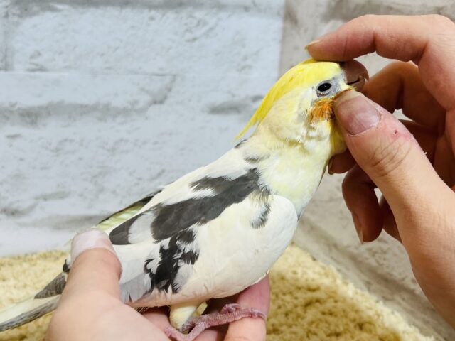 オカメインコ