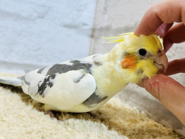 オカメインコ