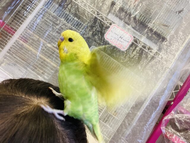 ジャンボセキセイインコ