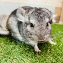 優しい表情が可愛いんですっ😍チンチラのグレー！！