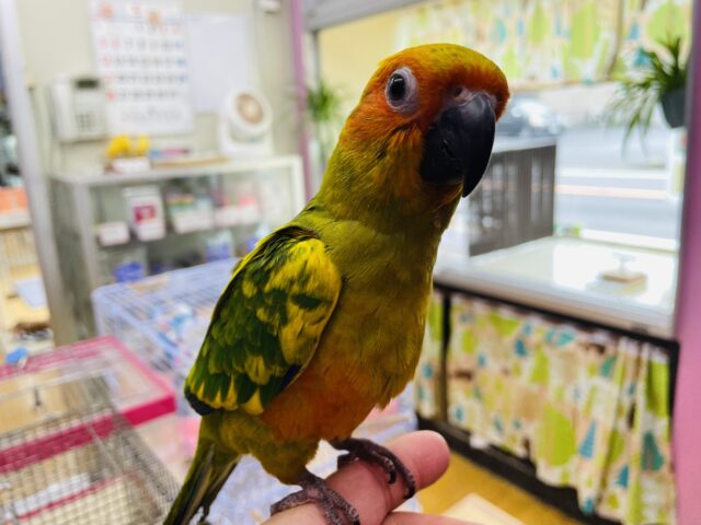 コガネメキシコインコ