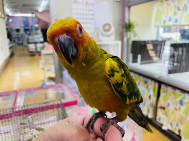 コガネメキシコインコ