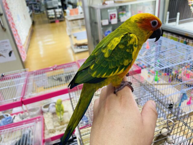 コガネメキシコインコ