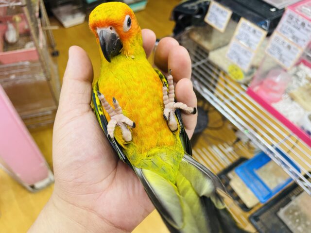 コガネメキシコインコ