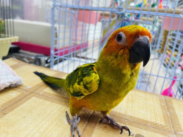 コガネメキシコインコ